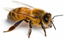 beespest.jpg